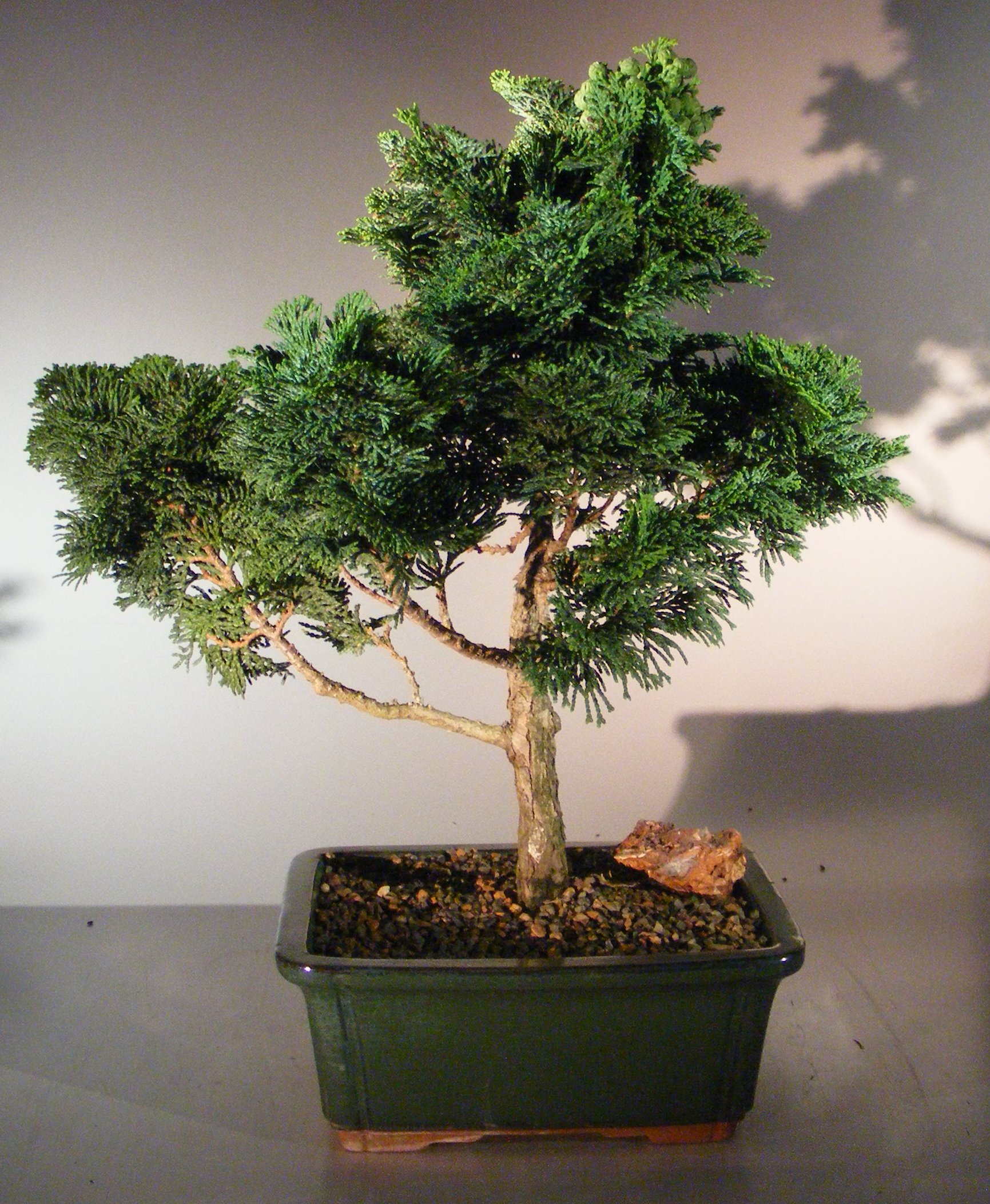 Cypress Bonsai Tree Artificial Faux Trees, 57% OFF