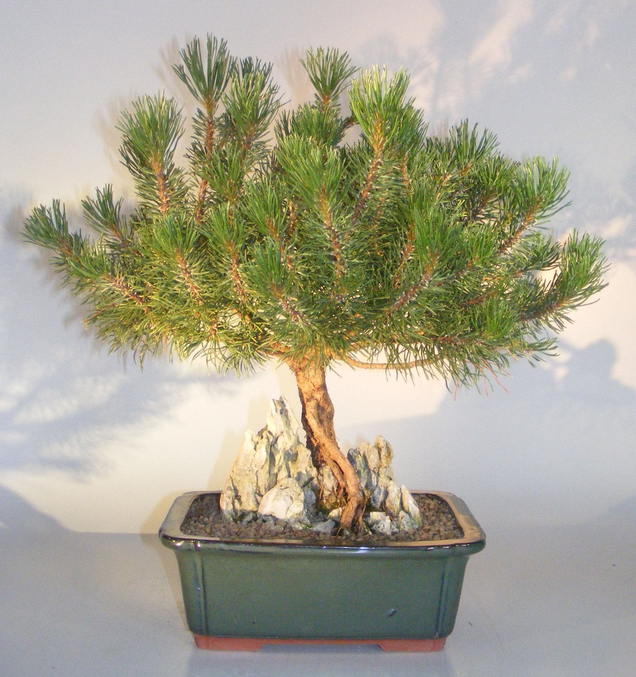 Mugo Pine Bonsai Tree(pinus mugo 'valley cushion')