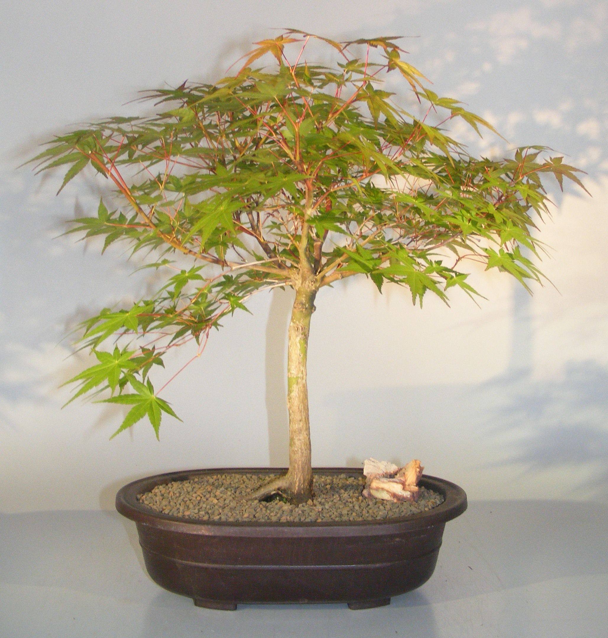 japanese maple bonsai