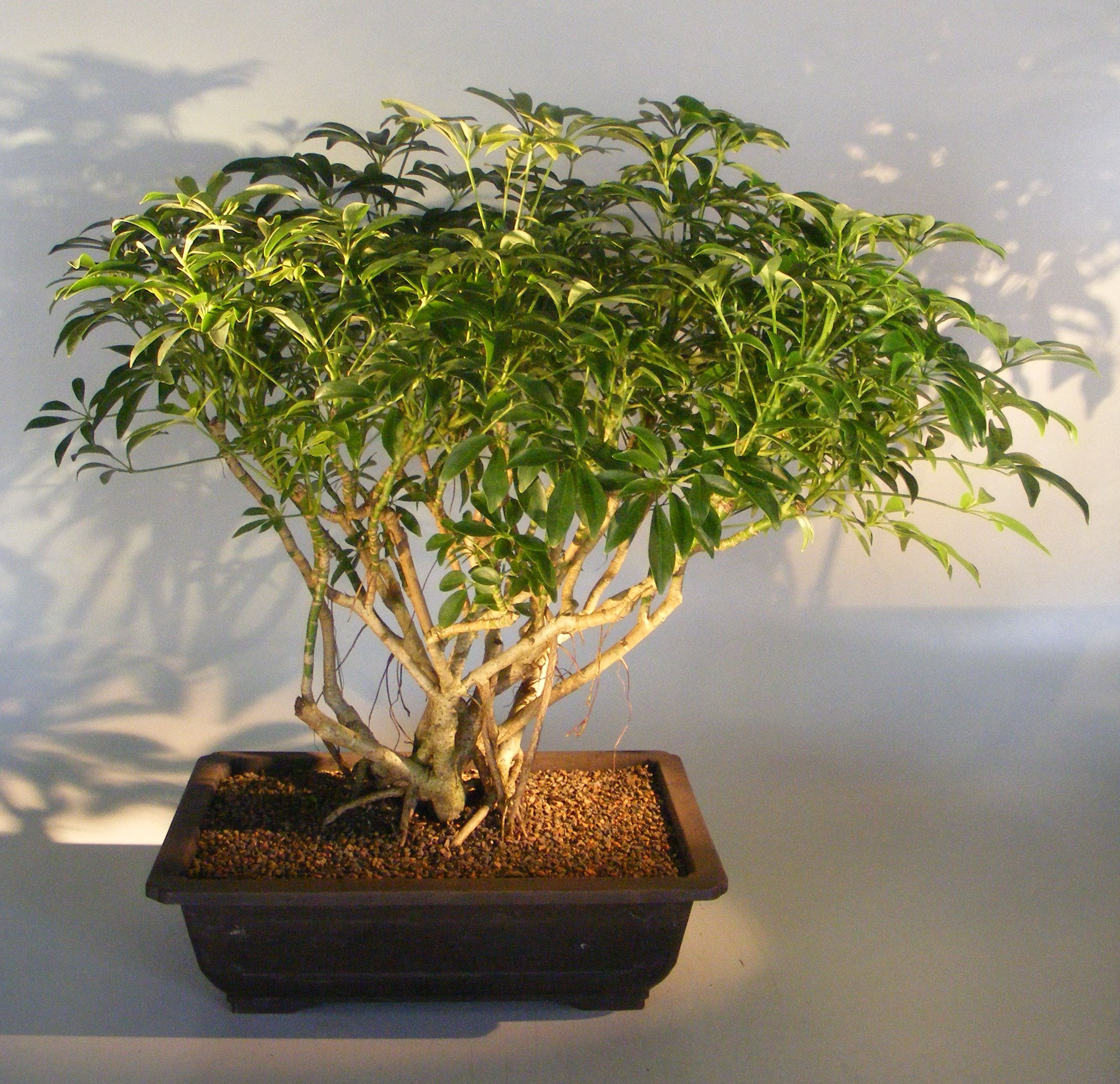  Hawaiian Bonsai Tree of all time Don t miss out 