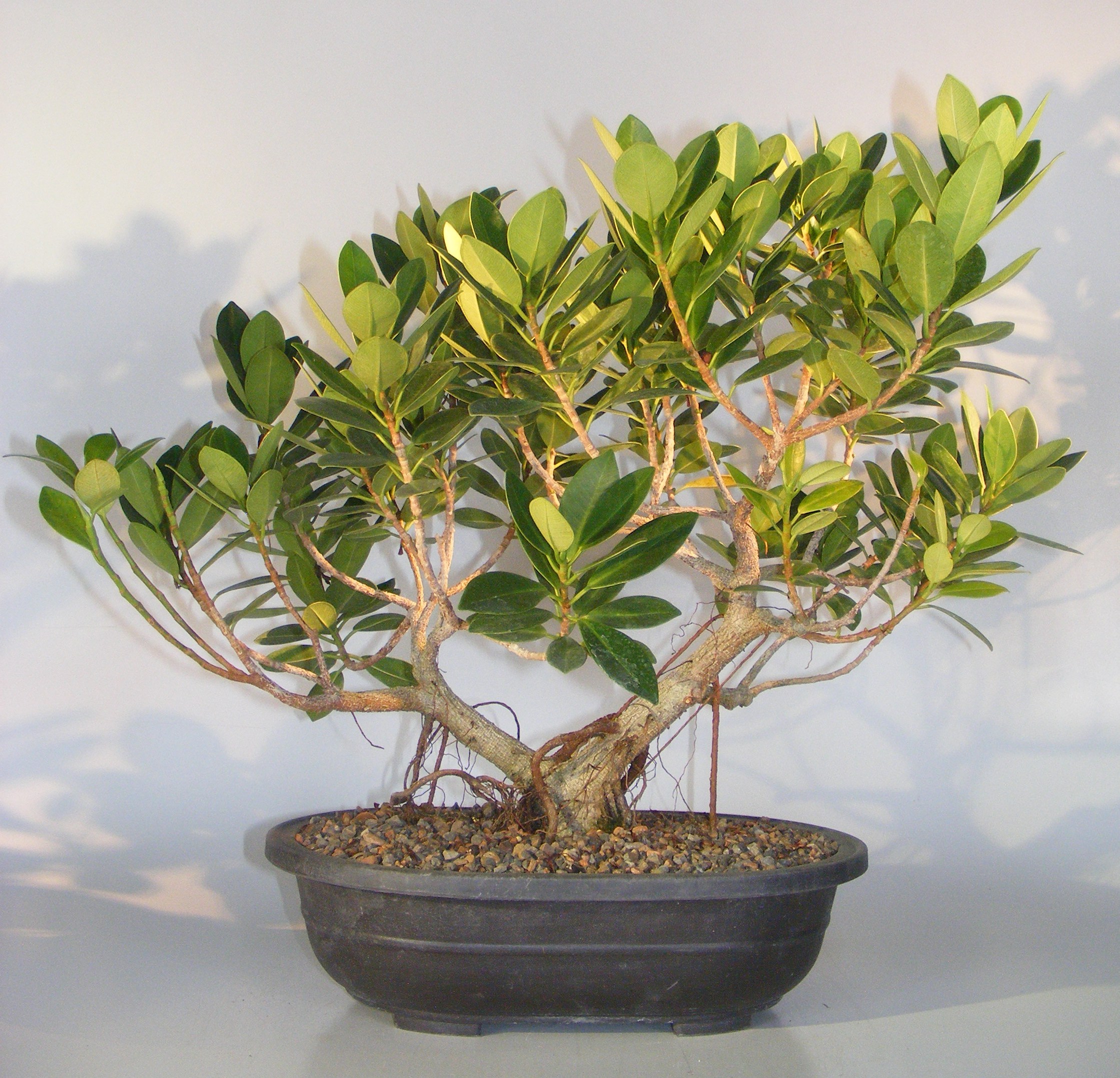 Kết quả hình ảnh cho Ficus microcarpa