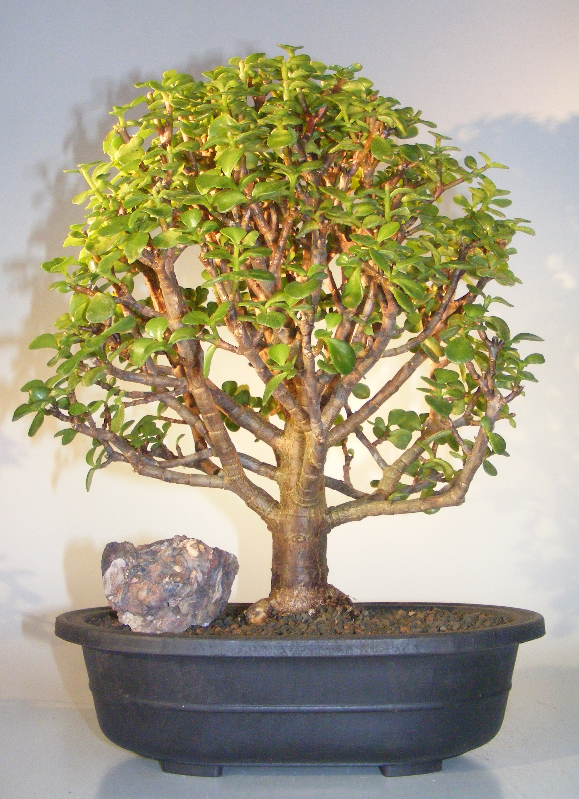 Best Bonsai Tree Jade of the decade Don t miss out 