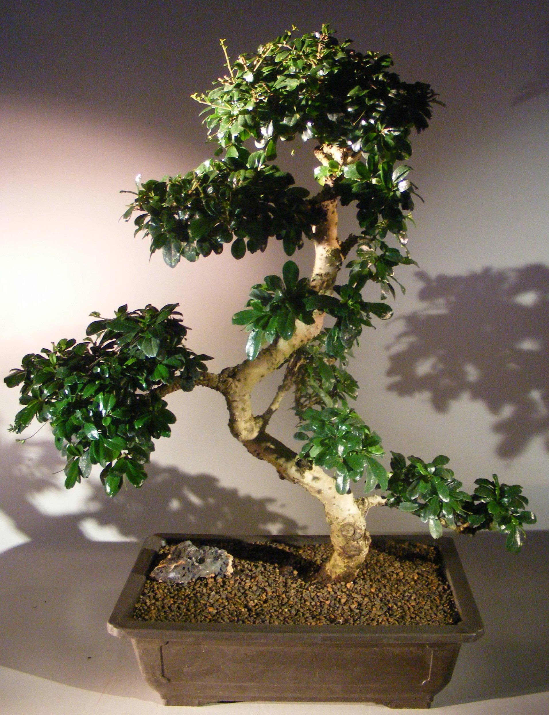 Flowering Fukien Tea Bonsai Tree Curved Trunk Tiered Branching Ehretia Microphylla