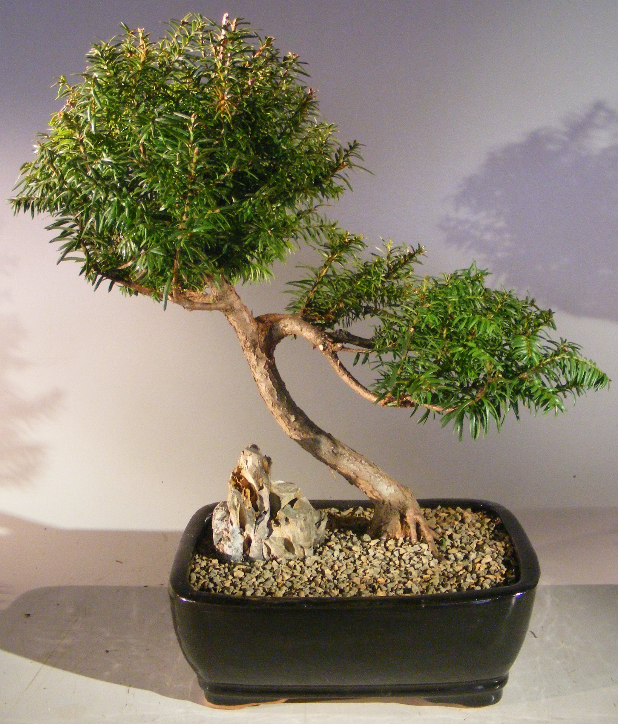 Japanese Yew Bonsai Tree Slanting Style Taxus Baccata