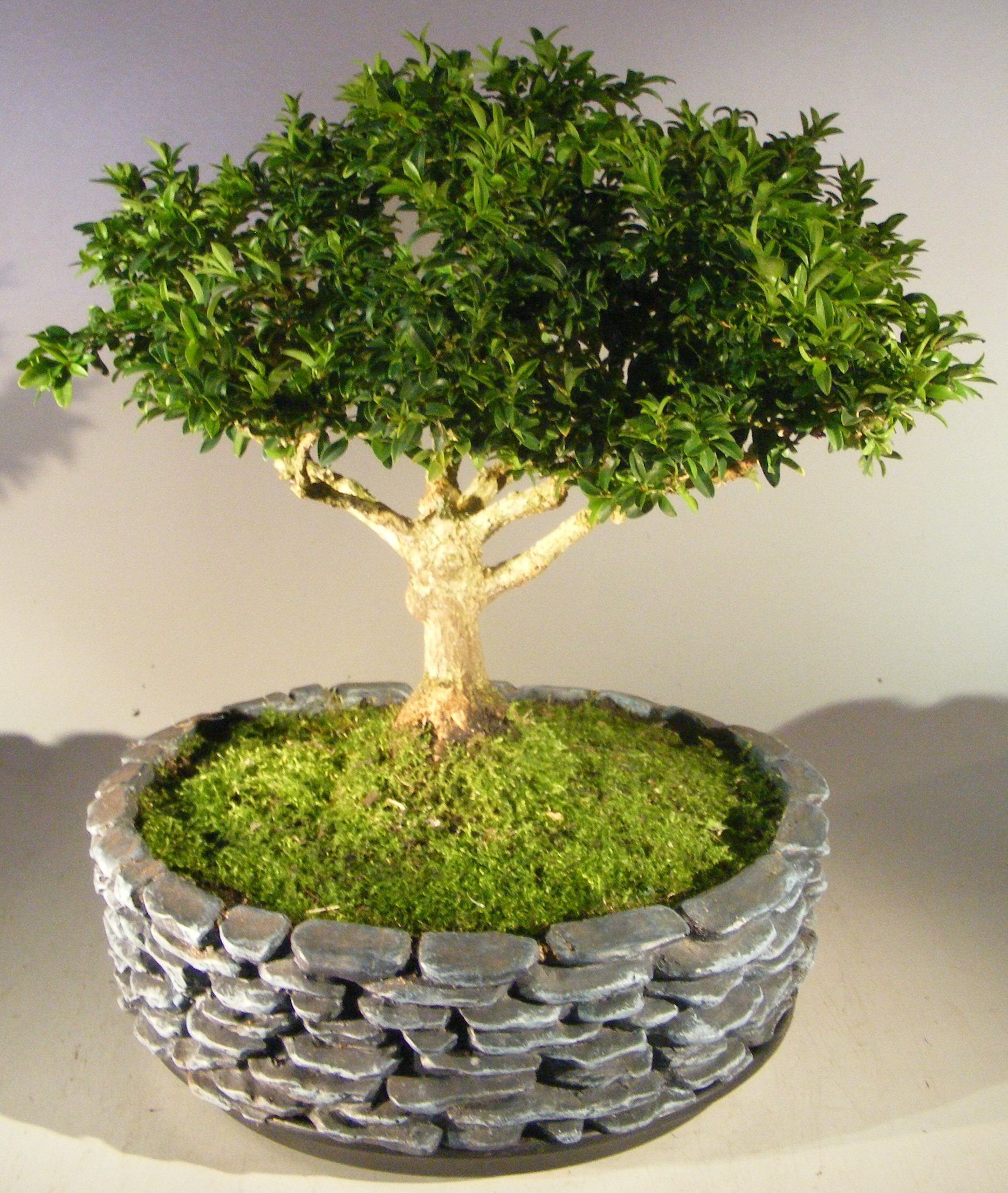 Japanese Kingsville Boxwood Bonsai Tree Buxus Microphylla