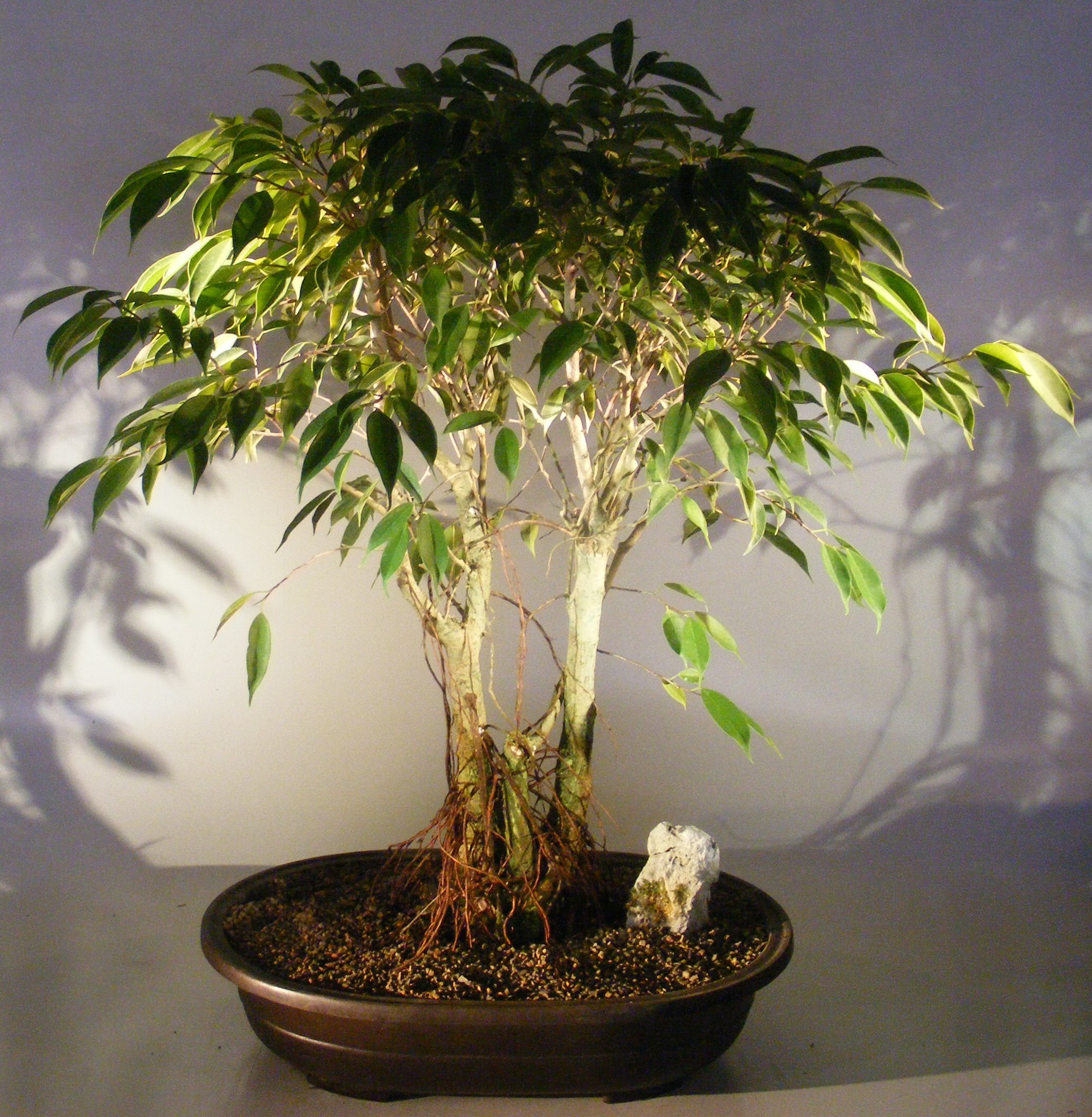  Ficus  Midnight Bonsai  Tree Exposed Roots Style benjamina  
