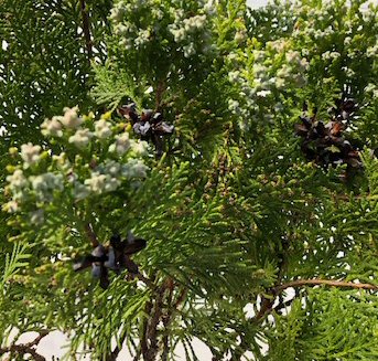 Eastern Red Cedar Bonsai Tree (juniperus virginiana)