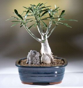 Desert Rose Plant , Adenium Obesum Bonsai Tree,, SALE