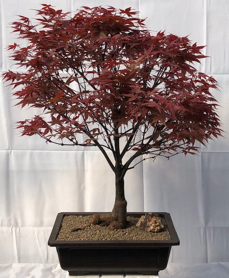 Maple Bonsai Starter Kit