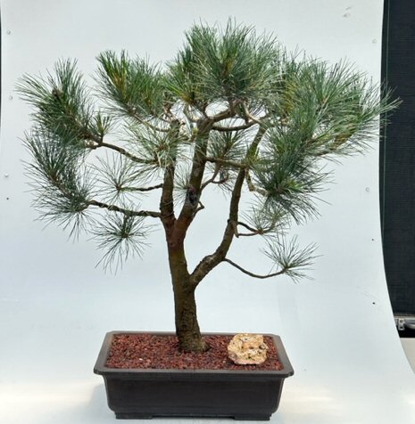 Japanese Black Pine Bonsai Tree(pinus thunbergii 'mikawa')