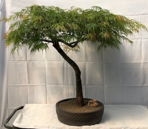 Weeping Japanese Maple Bonsai Tree Acer Palmatum Viridis