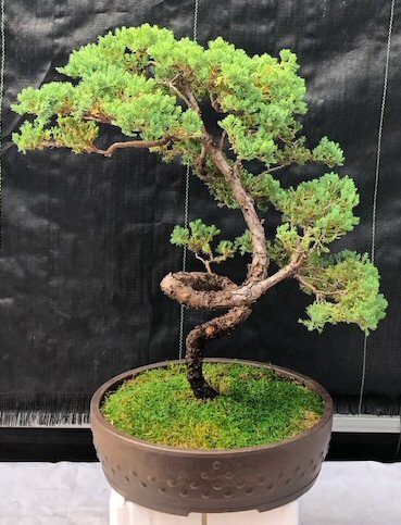 Juniper Bonsai Tree - Coiled Trunk (juniper procumbens nana)