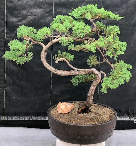 Juniper Bonsai Tree - Coiled Trunk (juniper procumbens nana)