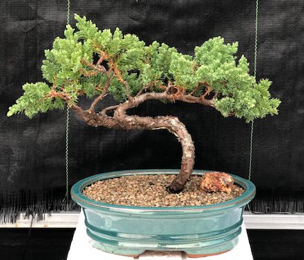 Juniper Bonsai Tree - Trained (juniper procumbens nana)