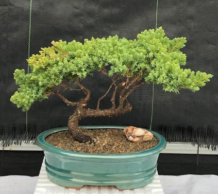 Juniper Bonsai Tree - Trained (juniper procumbens nana)