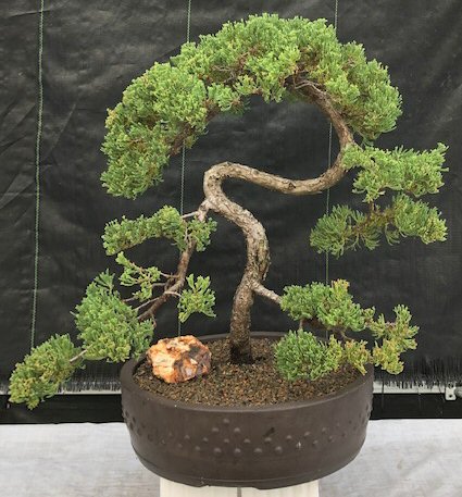 Juniper Bonsai Tree - Trained (juniper procumbens nana)