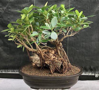 Green Ficus Bonsai TreeRoot Over Rock