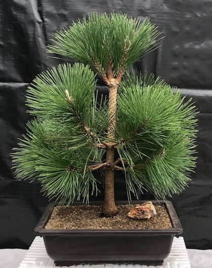 Pinus thunbergii Thunderhead-greffés en 1.5 L pot Bonsai sujet