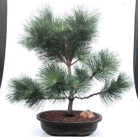 Pinus thunbergii Thunderhead-greffés en 1.5 L pot Bonsai sujet