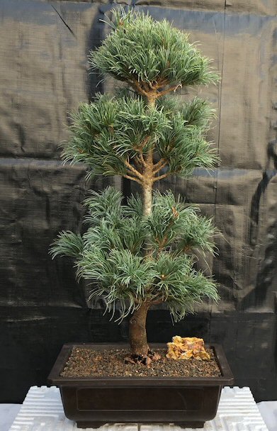 Japanischen White Pine Pinus Parviflora Grünpflanzen Baum Bonsai Samen QP 