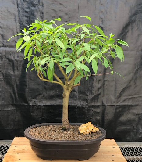 Image of Red twig dogwood bonsai