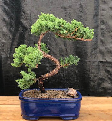 Juniper Bonsai Tree - Trained (juniper procumbens nana)