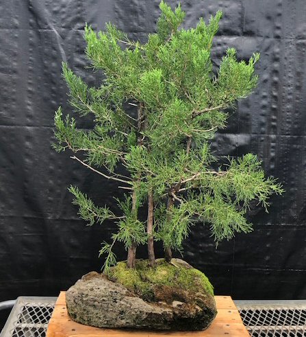 Eastern Red Cedar Bonsai Tree 3 Tree Forest Group in Feather Stone Base  (juniperus virginiana)