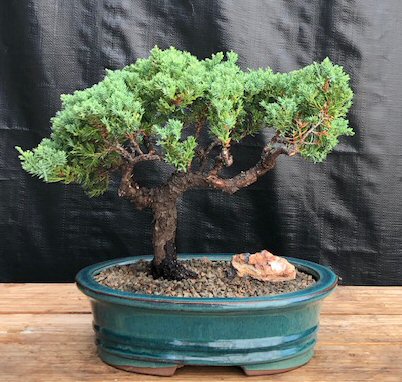 Juniper Bonsai Tree LIVE 3-4 Years Old Juniper Procumbens 'nana' Glazed  Ceramic Indoor Gardening Houseplant Bonzai Plant Home Decor Gift 