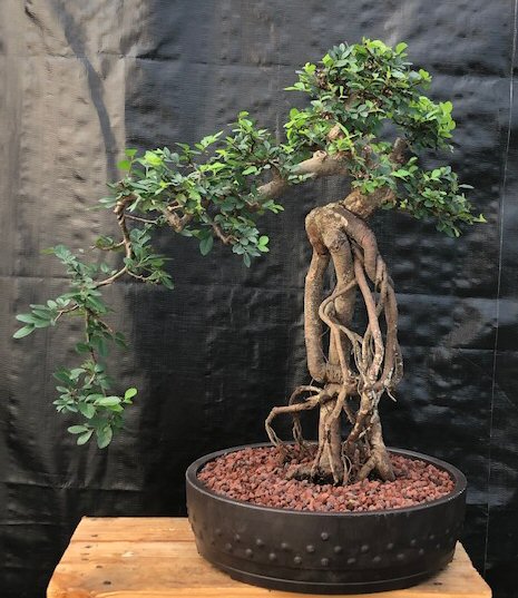 Exotenherz Bonsai Chinesische Ulme Ulmus parviflora Kugelform