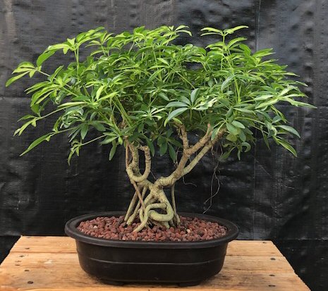 Hawaiian Umbrella (Schefflera Arboricola) Indoor Bonsai - Brussel's Bonsai