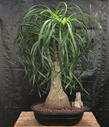 Ponytail Palm Bonsai Tree beaucamea Recurvata 