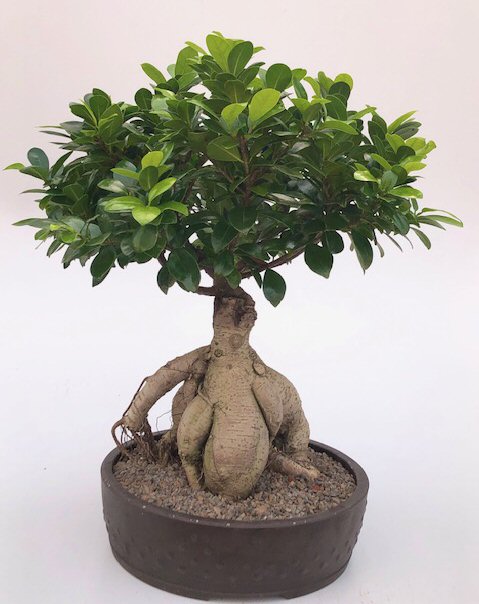 Bonsai Ficus : Ginseng, Retusa, Benjamina