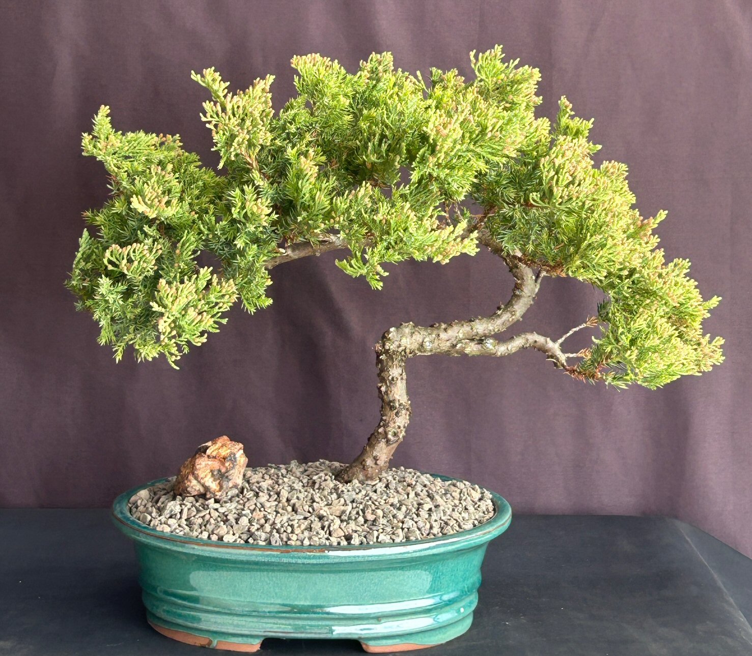 thumbnail image 2 of Outdoor Bonsai Plants Brussel's Live Green Mound Juniper Outdoor Bonsai Tree - 3 Years Old In Zen Pot Juniper Stems 2 of 9