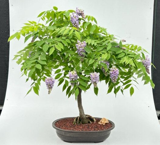 Purple Wisteria For Sale Online