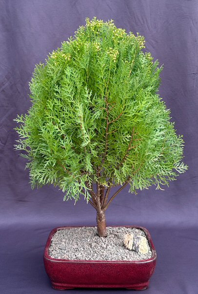 Indulgente montaje Profesor de escuela Gold Lawson Cypress Bonsai Tree(Chamaecyparis lawsoniana 'Kelleriis Gold')