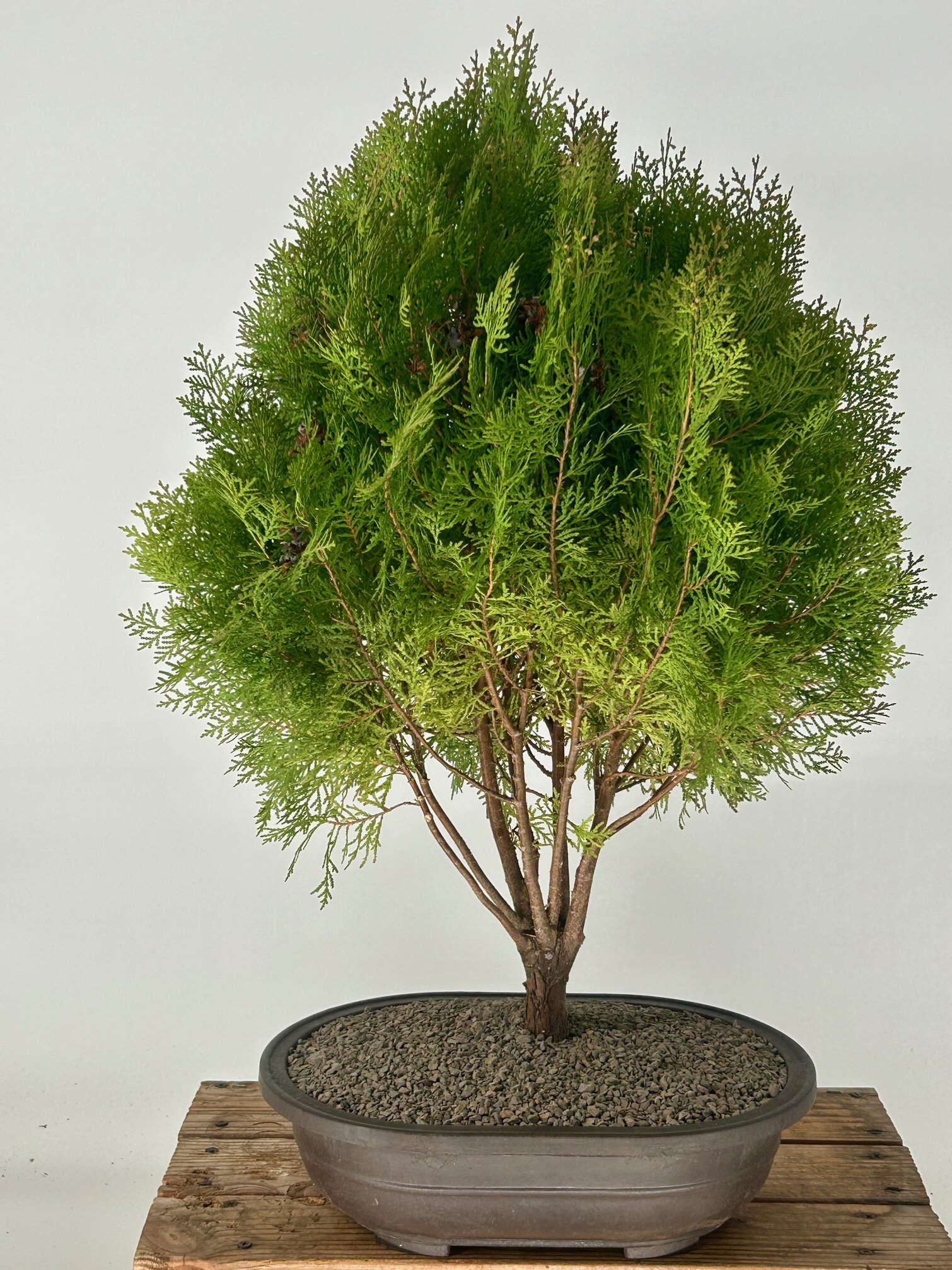 Indulgente montaje Profesor de escuela Gold Lawson Cypress Bonsai Tree(Chamaecyparis lawsoniana 'Kelleriis Gold')