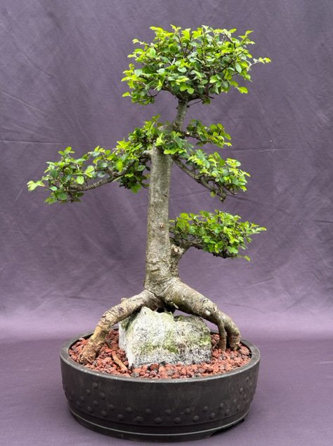 Bonsai Starter Kit – Grow a Classic Chinese Elm Bonsai Tree