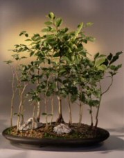 Imported Korean Hornbeam Bonsai Tree (No. TS-17)