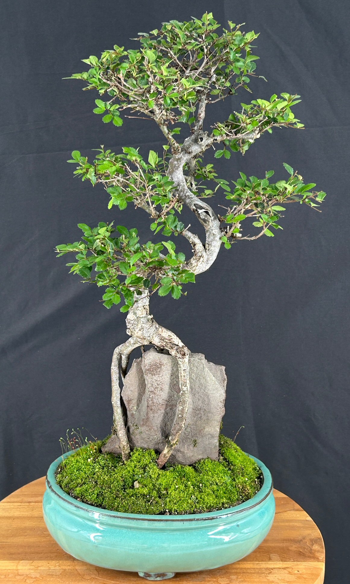 thumbnail image 2 of Love My Bonsai Chinese Elm Bonsai Tree – Curved Trunk Style (Extra Small) 2 of 3