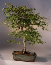 Imported Korean Hornbeam Bonsai Tree (No. TS-17)