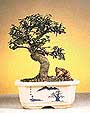 Outdoor Deciduous Bonsai Trees