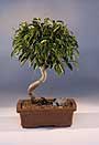 Recommended Indoor Bonsai