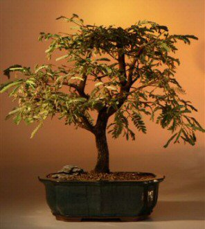 Tamarind Bonsai Tree 27 X24 X26 Br Tamarindus Indica