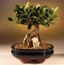Recommended Indoor Bonsai