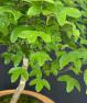 montmaplefoliage