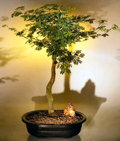 Flowering Brazilian Raintree Bonsai Tree<br><i>(pithecellobium tortum)</i>