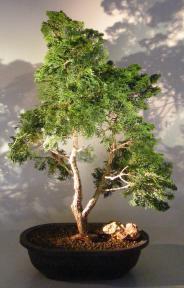 Golden Hinoki Cypress <br>(chamecyparis obtusa compacta 