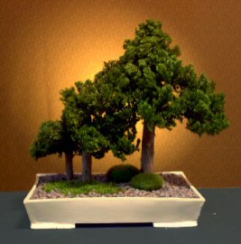 Preserved Juniper Bonsai Tree - Forest Group Style<br>(Preserved - Not a living tree)