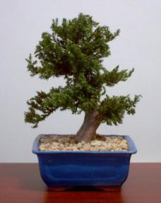 Preserved Juniper Bonsai Tree - Upright Style<br>(Preserved - Not a living tree)