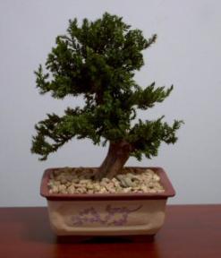 Preserved Juniper Bonsai Tree - Upright Style<br>Potted in Chinese Bonsai Container<br>(Preserved - Not a living tree)